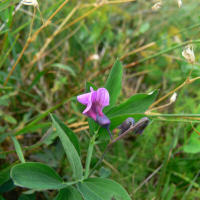 Lathyrus linifolius