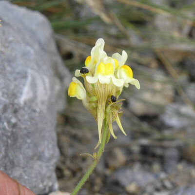 Linaria supina pyrenaica