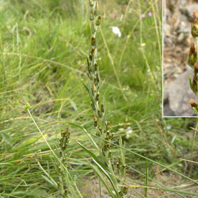 Omalotheca-sylvatica