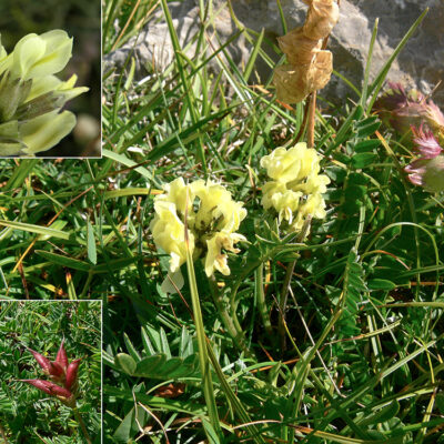 Oxytropis campestris