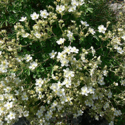 Potentilla alchemilloides