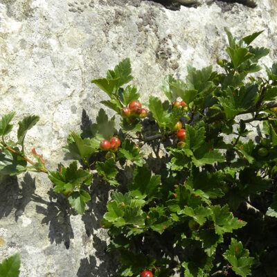 Ribes alpinum