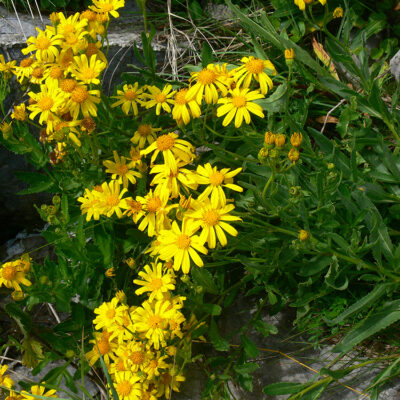 Senecio pyrenaicus