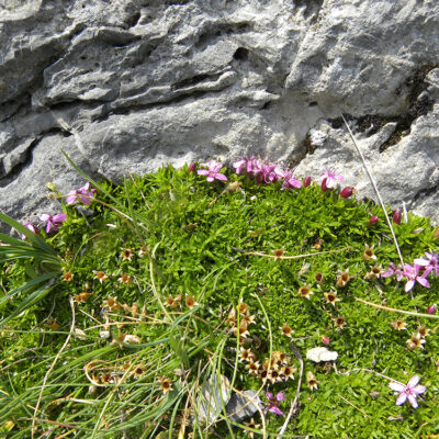 Silene acaulis
