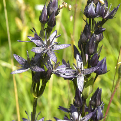 Swertia perennis