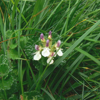 Teucrium pyrenaicum