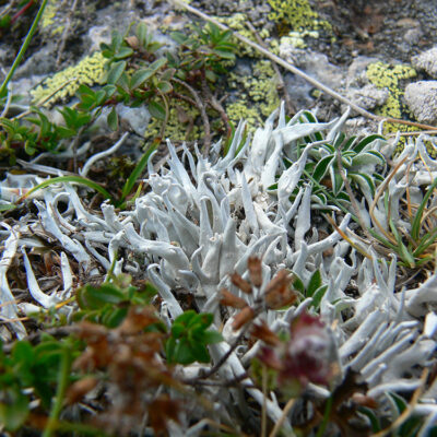 Thamnolia vermicularis