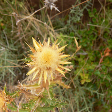 BOTÁNICA EN PEÑARROYAS (Montalbán/Teruel)