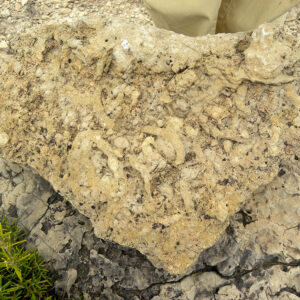 Dolomías del Muschelkalk (M1) moldes de galerías
