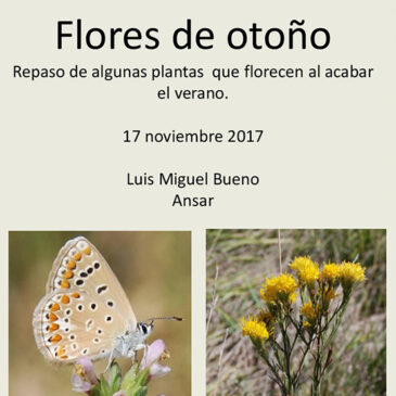 CHARLA: FLORES DE OTOÑO