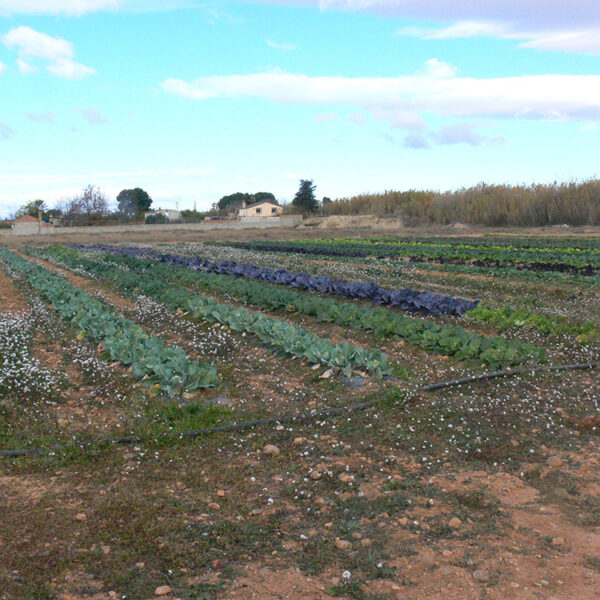 Agricultura ecológica