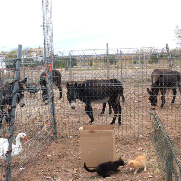 Los burros