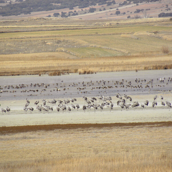 Grullas en Gallocanta