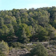 Pinar mediterráneo de Pinus halepensis