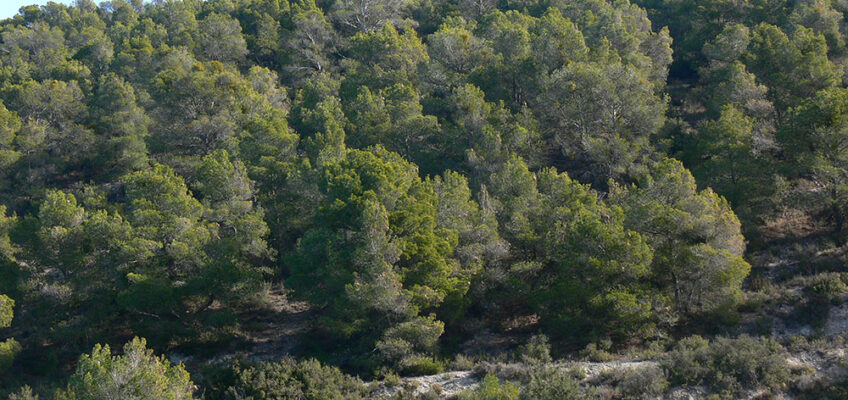 Pinar mediterráneo de Pinus halepensis