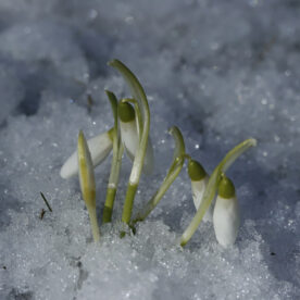 Galanthus nivalis