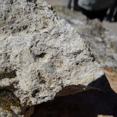 Caliza-con-gasteropodos-Tablas-Daimiel