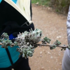 Agalla-de-Rhopalomyia-tubifex-sobre-Artemisia-herba.alba-Peñaflor