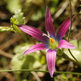 Romulea bifrons