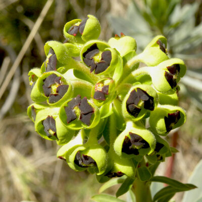 Euphorbia characias