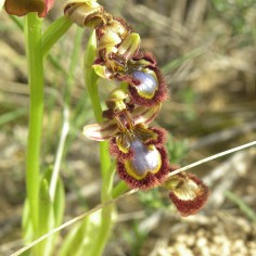 Ophrys ciliata. Las Ripas de Ballobar