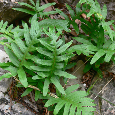 Polypodium interjectum