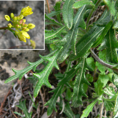 Biscutella stenophylla