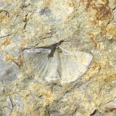 Braquiopodo espiriférido en la caliza de la Formación Mariposas