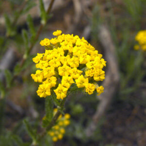 Achillea tomentosa