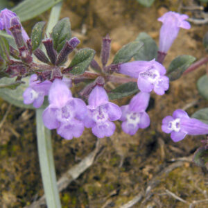 Acinos alpinus