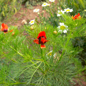 Adonis aestivalis squarrosa