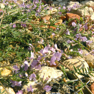 Astragalus austriacus