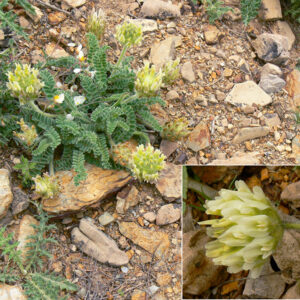 Astragalus turolensis