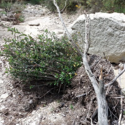 Bupleurum fruticosum desarraidado por la riada