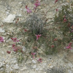 Hedysarum boveanum