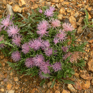 Jurinea humilis