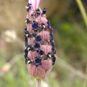 Lavandula pedunculata