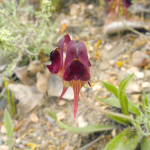 Linaria aeruginea