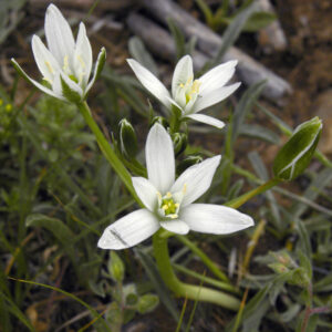 Ornithogalum orthophyllum