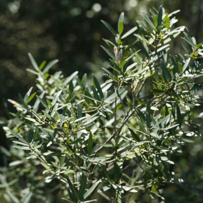 Phillyrea angustifolia