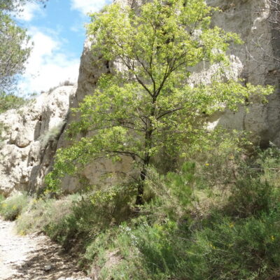 Quercus faginea 