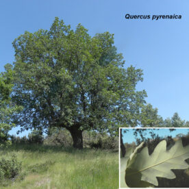 Quercus pyrenaica. Humedal de Fuentepeña