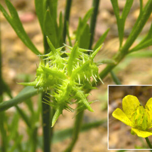 Ranunculus arvensis