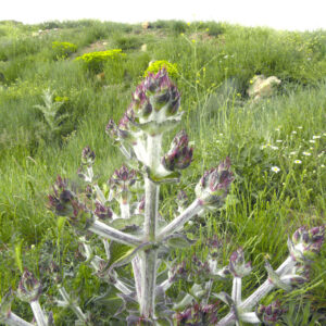 Salvia aethiopis