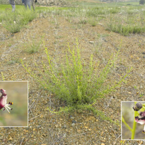 Scrophularia canina crithmifolia