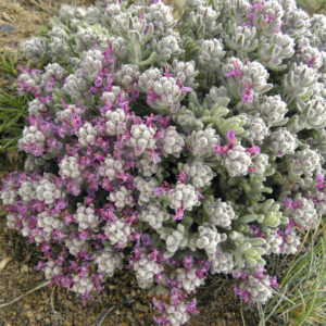 Teucrium gnaphalodes