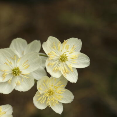 Thalictrum tuberosum 