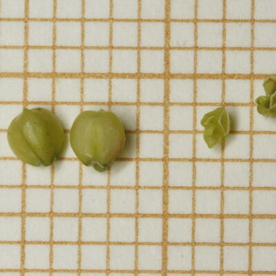 Valerianella pumila cf 