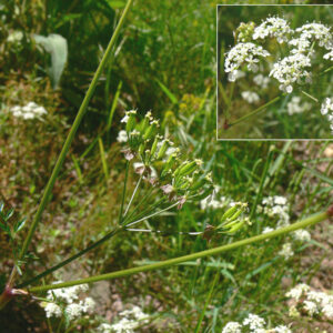 Anthryscus sylvestris