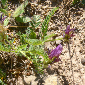 Astragalus hypoglottis